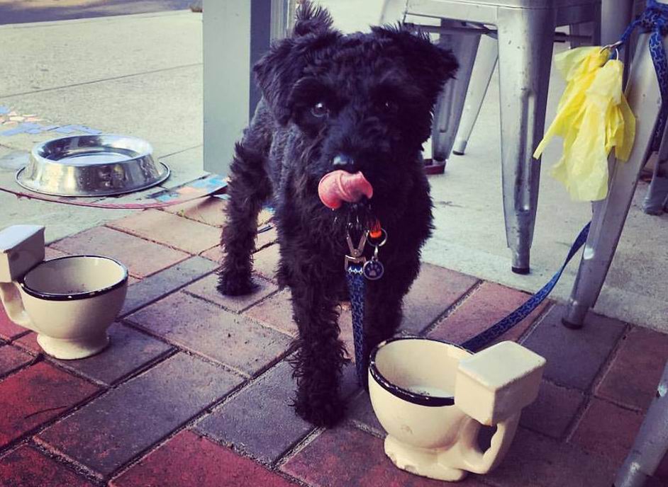 Dog Friendly Cafe Wanneroo Dog Friendly Cafe Wanneroo