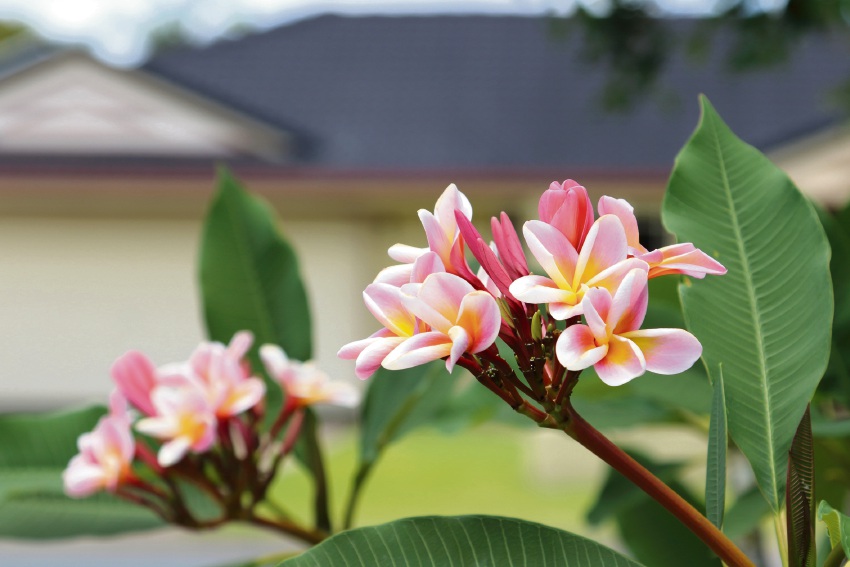 Blooming good tips for growing frangipanis Community News Group