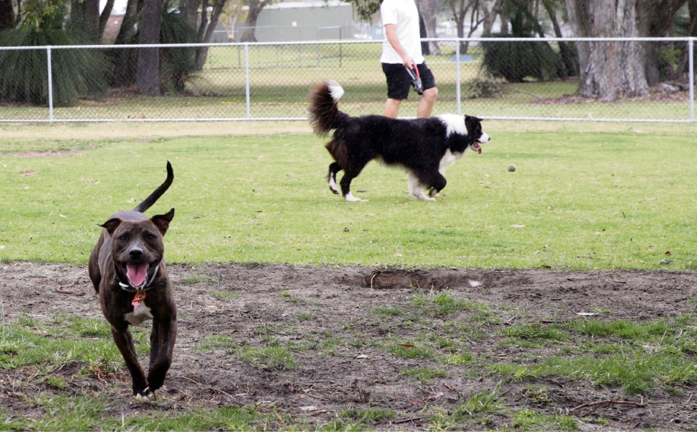 Kingsway Dog Park Kingsway Dog Park