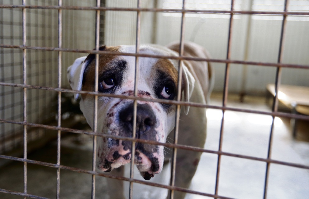 Number of dogs put down after being impounded in City of Wanneroo