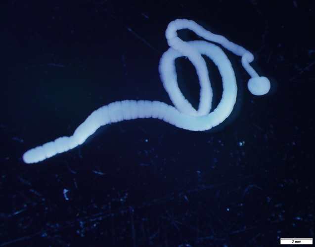 People warned not to release pet fish into lakes after discovery of