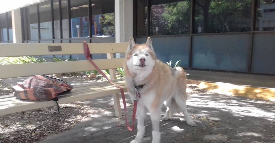Pet husky found after dog-napping outside East Vic Park IGA