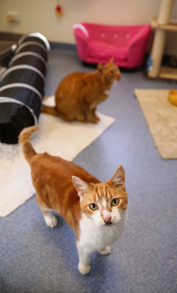 Get Meowt Rspca Reduces Cat Adoption Fees Community News Group 