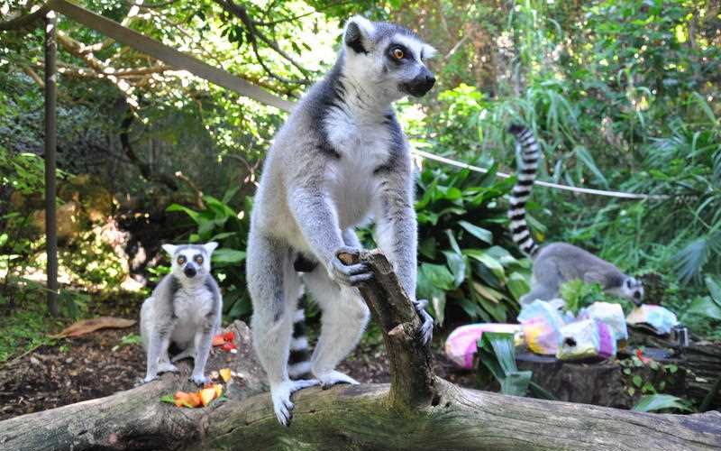 Easter treats for Perth Zoo’s cutest