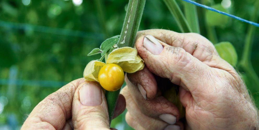 Mariginiup gooseberry farm gets off the ground