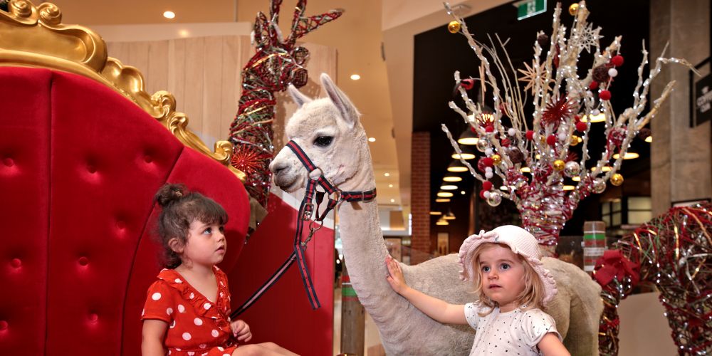 Family pets can join Santa photo shoots in Clarkson
