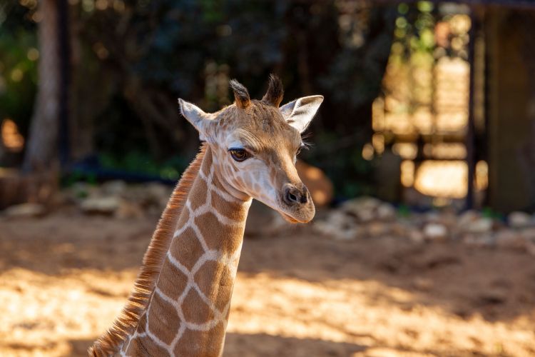 Win a family pass to Perth Zoo