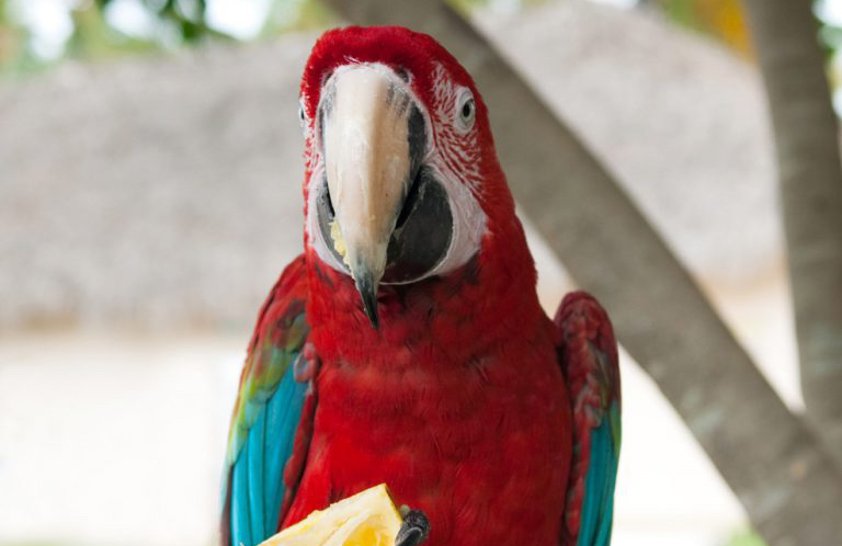 Dominican Republic