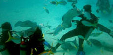 7 Mile Beach Resort & Club