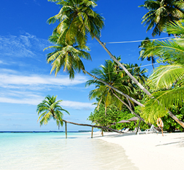 Island Dreams