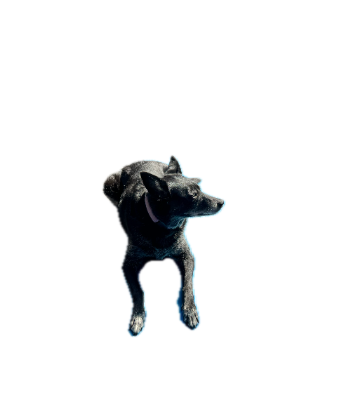 Device Heading 1