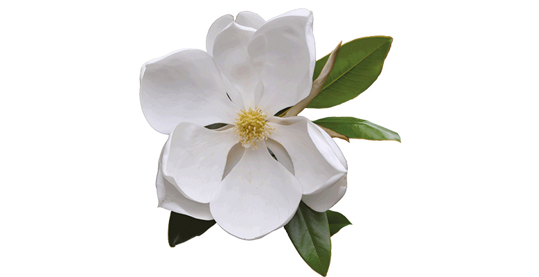 Liturgy-Notice-Thumbnail.jpg?mtime=20180320103356#asset:1873