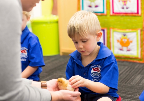 Chicks Hatching Program