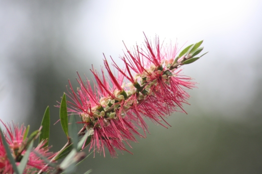 Flower 3539077 1920 2