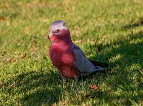 Galah 425194 1920