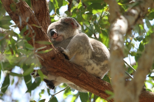 Koala 185780 1920
