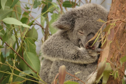 Koala 2031492 1920