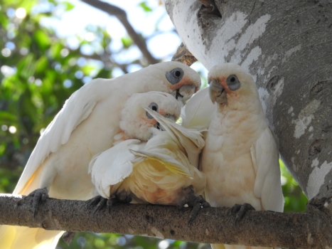Parrots 1208740 1920 2