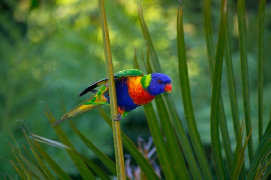 Rainbow Lorikeet 411541 1920