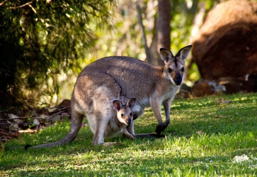 Wallabies 411548 1920