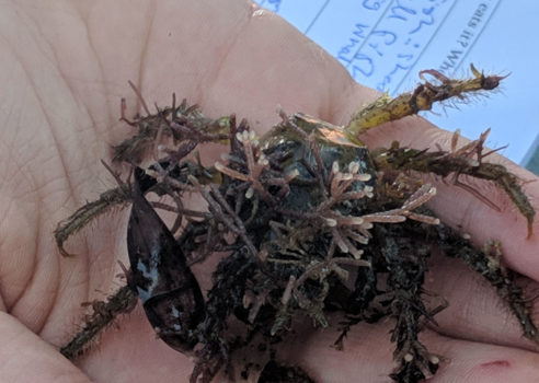 12 Yr 8 Camp Decorator Crab