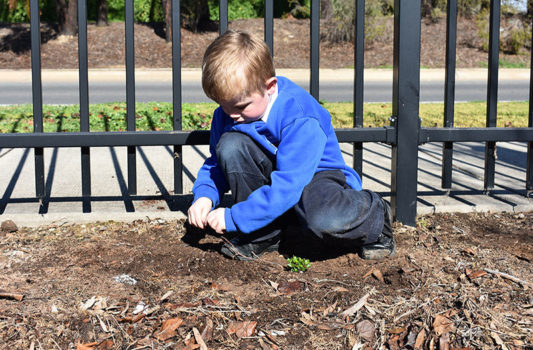News Nat Tree Day 12