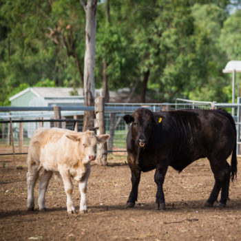 Farm1 400X400