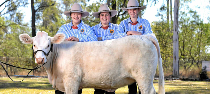 Qt Cattle Show Team 285X285