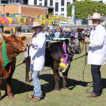 Cattle Show Ekka Winning Steers 285X285