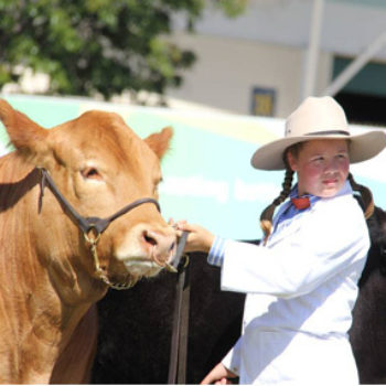 Qcl Ekka Cattle Team4