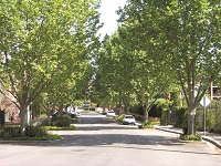 Williams Parade Street Trees