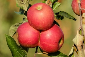 Apple 1666113 1920