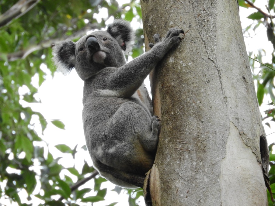 Burleigh Heads Tree Planting Day 6 May 2017 Koala Conservation GC