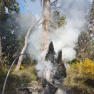 Grasstree burning3