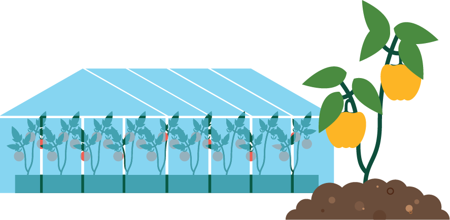 Graphic of a greenhouse and a vegetable plant.