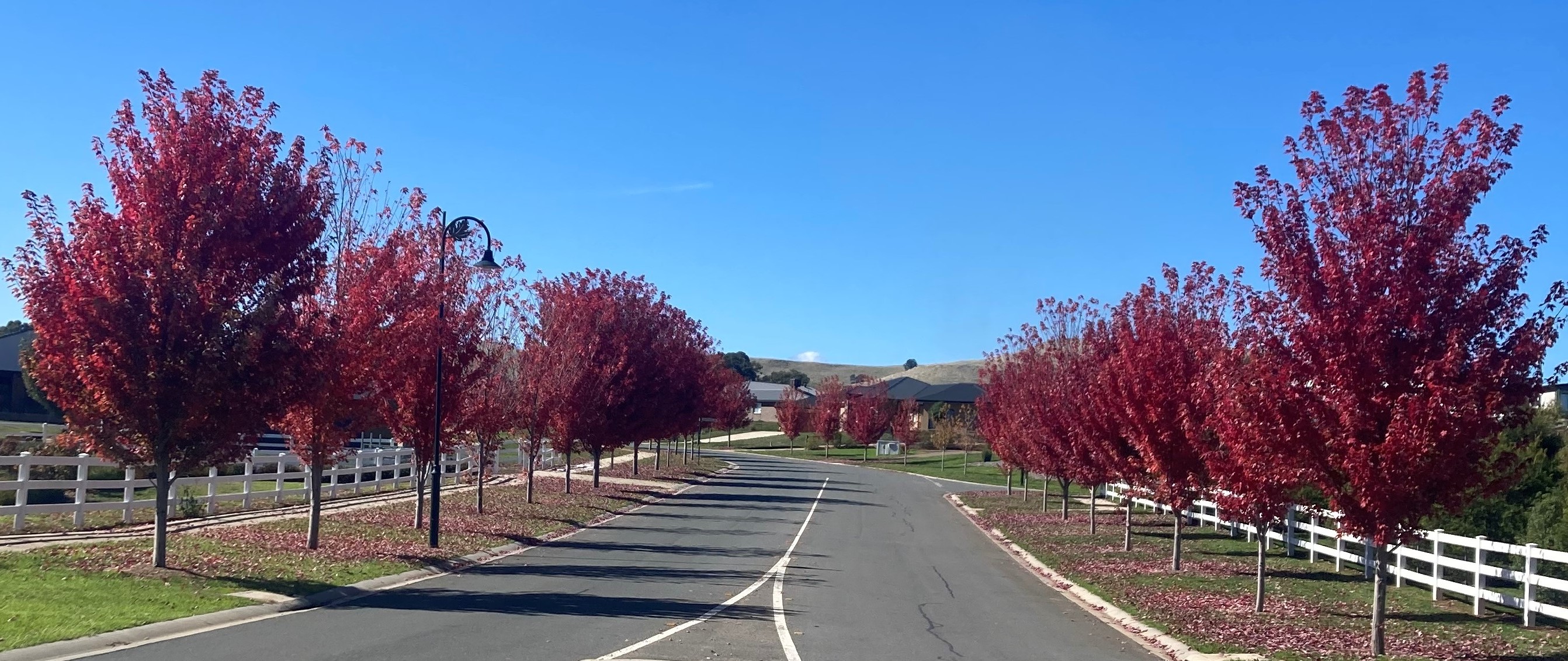 Locations for Urban Tree Plantings Cooler Towns Urban Tree Planting