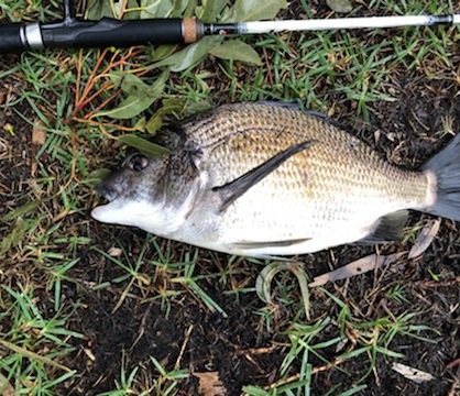 Health Hub  Your Say Bassendean Health Hub  Your Say Bassendean