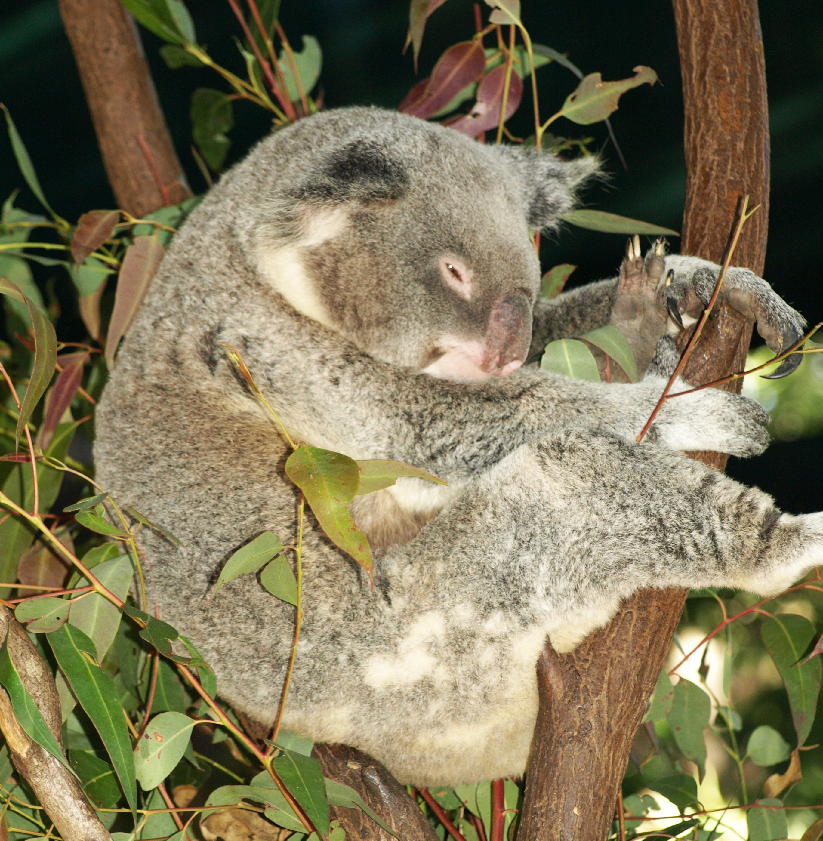 Koala Friends: Free September School Holidays Koala Program | Koala ...