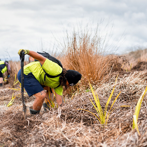Image of someone planting on the sandbank