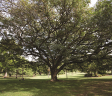 Protected vegetation