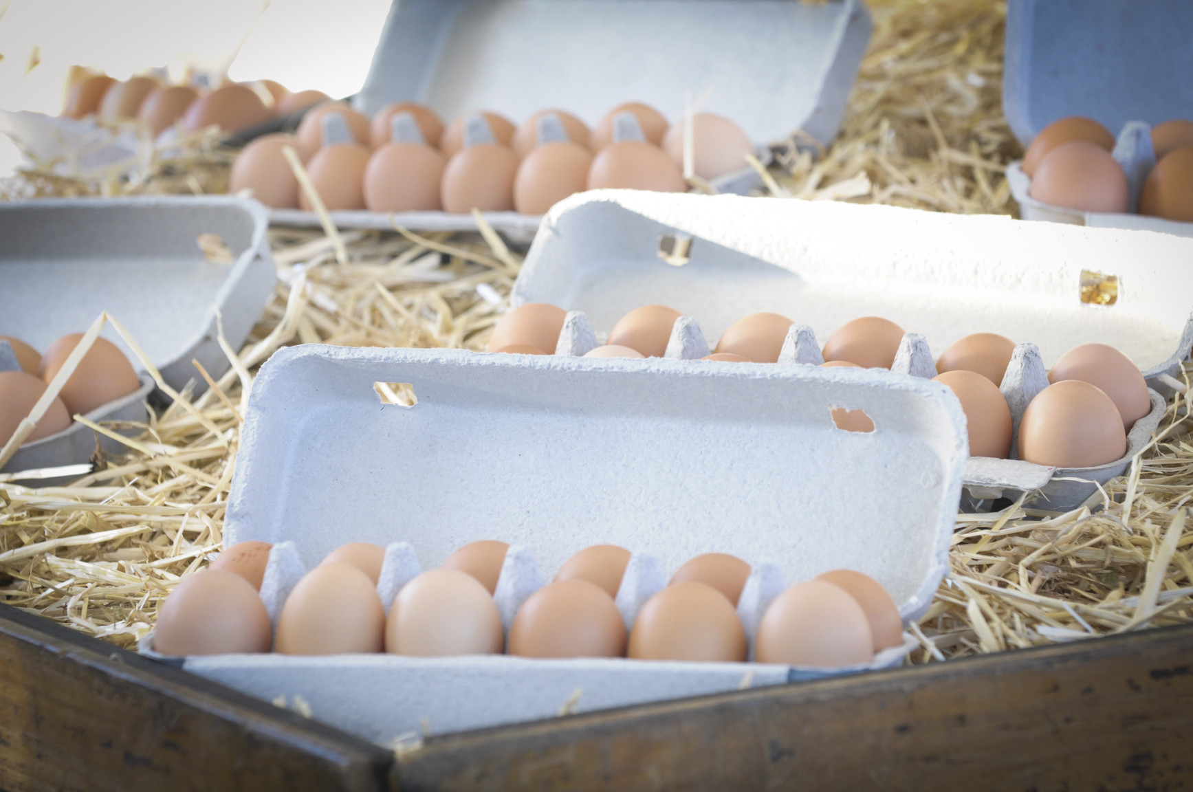 Draft Export Control Rules 2020 Eggs And Egg Products Have Your Say
