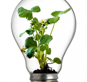 Bulb