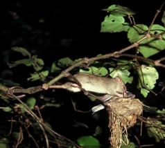 Resizedimage238214 2581 rateatingfantail s4885