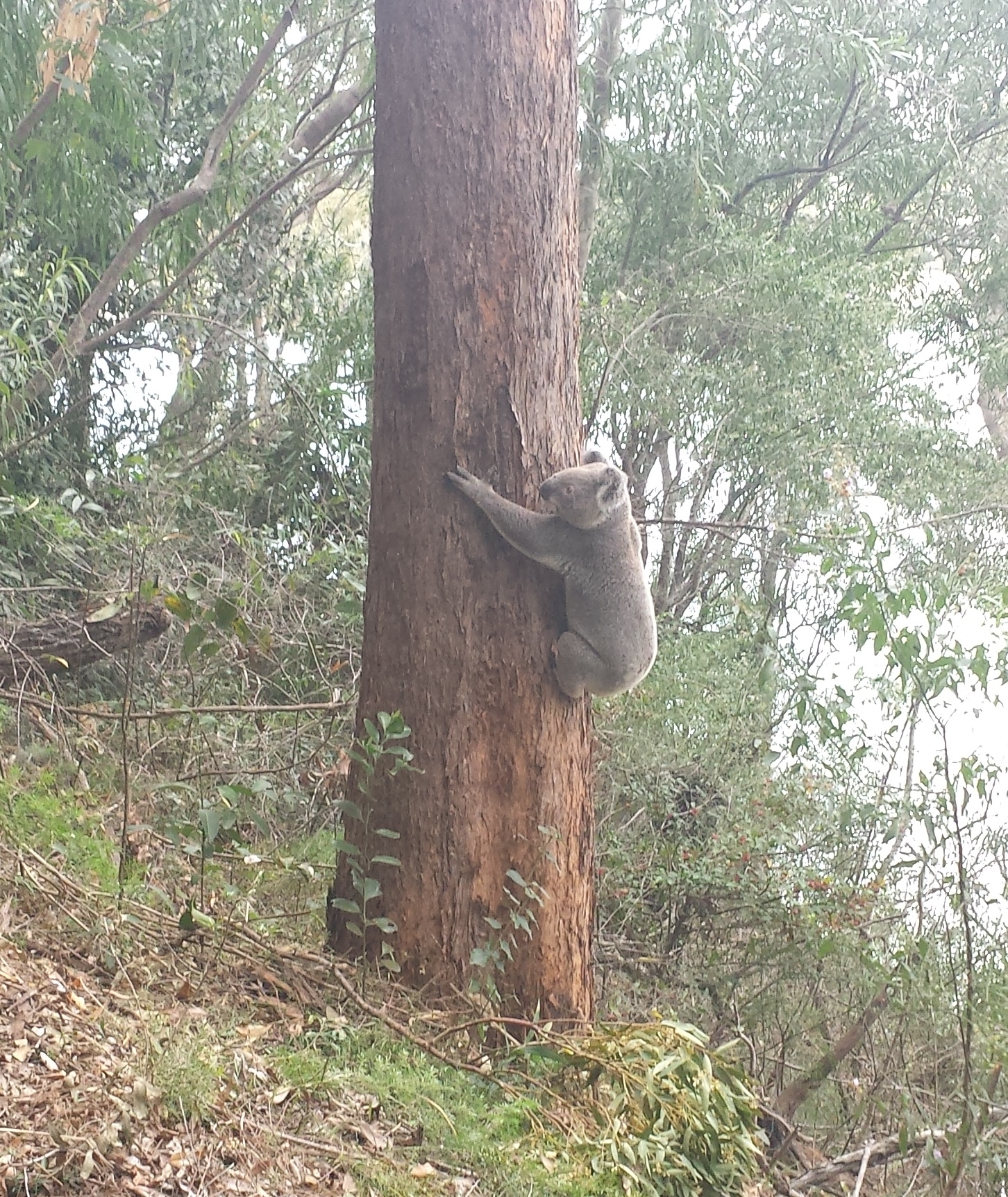 Burleigh Ridge Koala Conservation Plan 2015 Surveys Koala