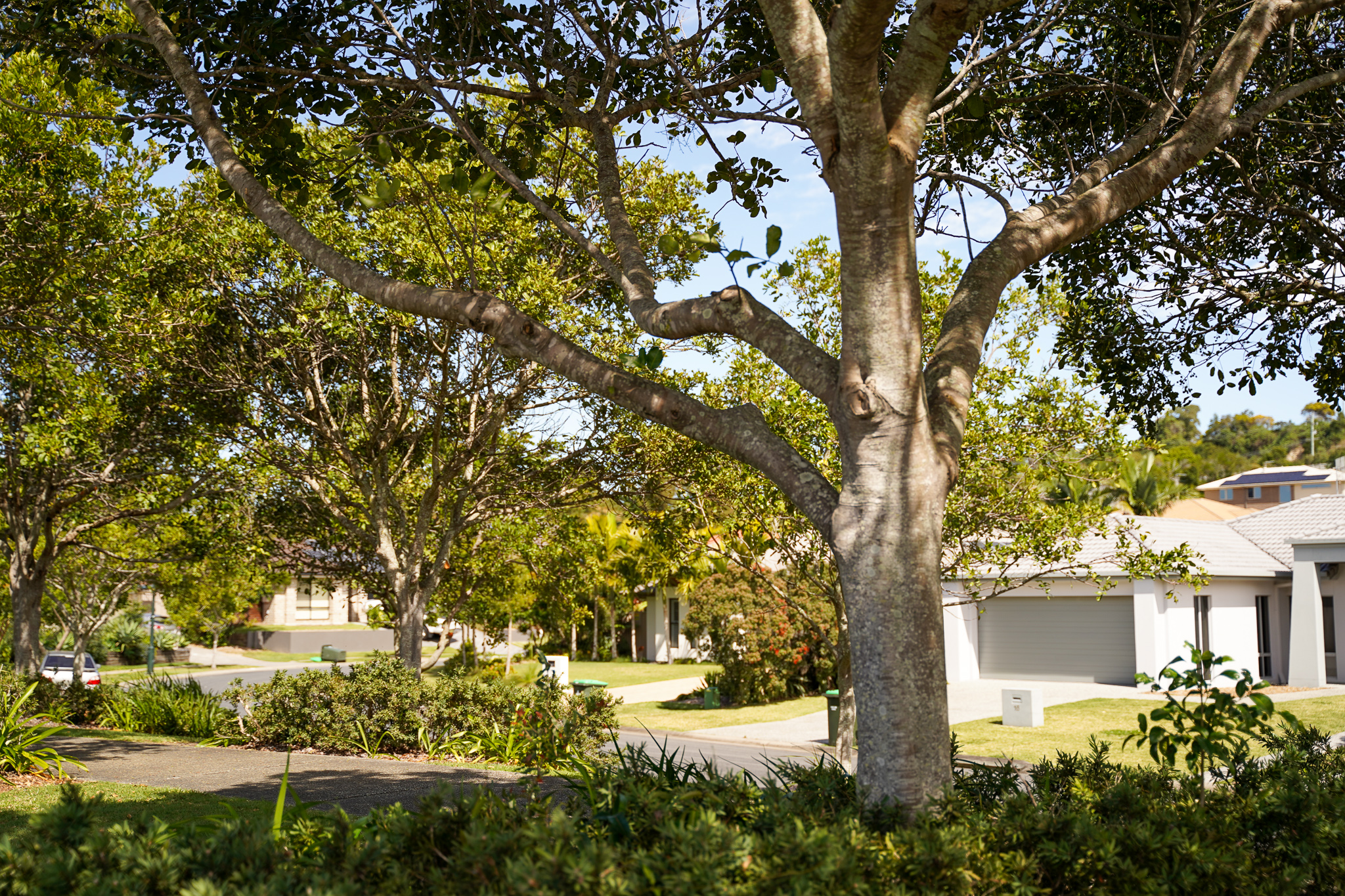 Minjungball Drive tree planting Cool Towns Tweed Shire Urban Forest Program Your Say Tweed