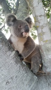 Anonymous elanora 25 9 17