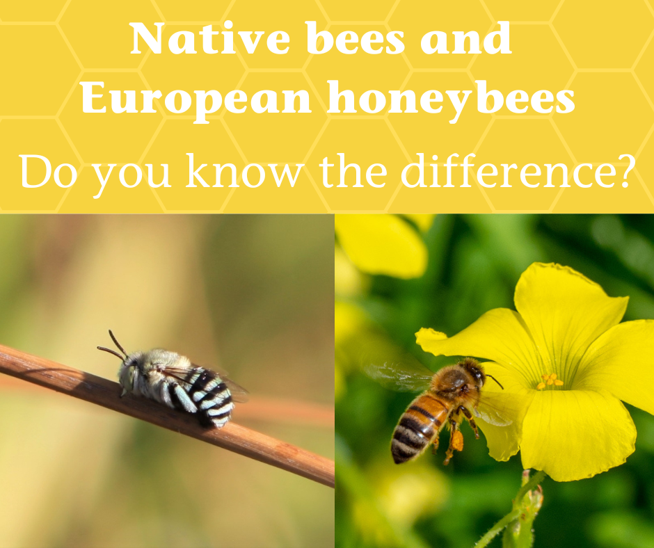 Do you know how to spot a native bee? FOCUS On Burnside the news