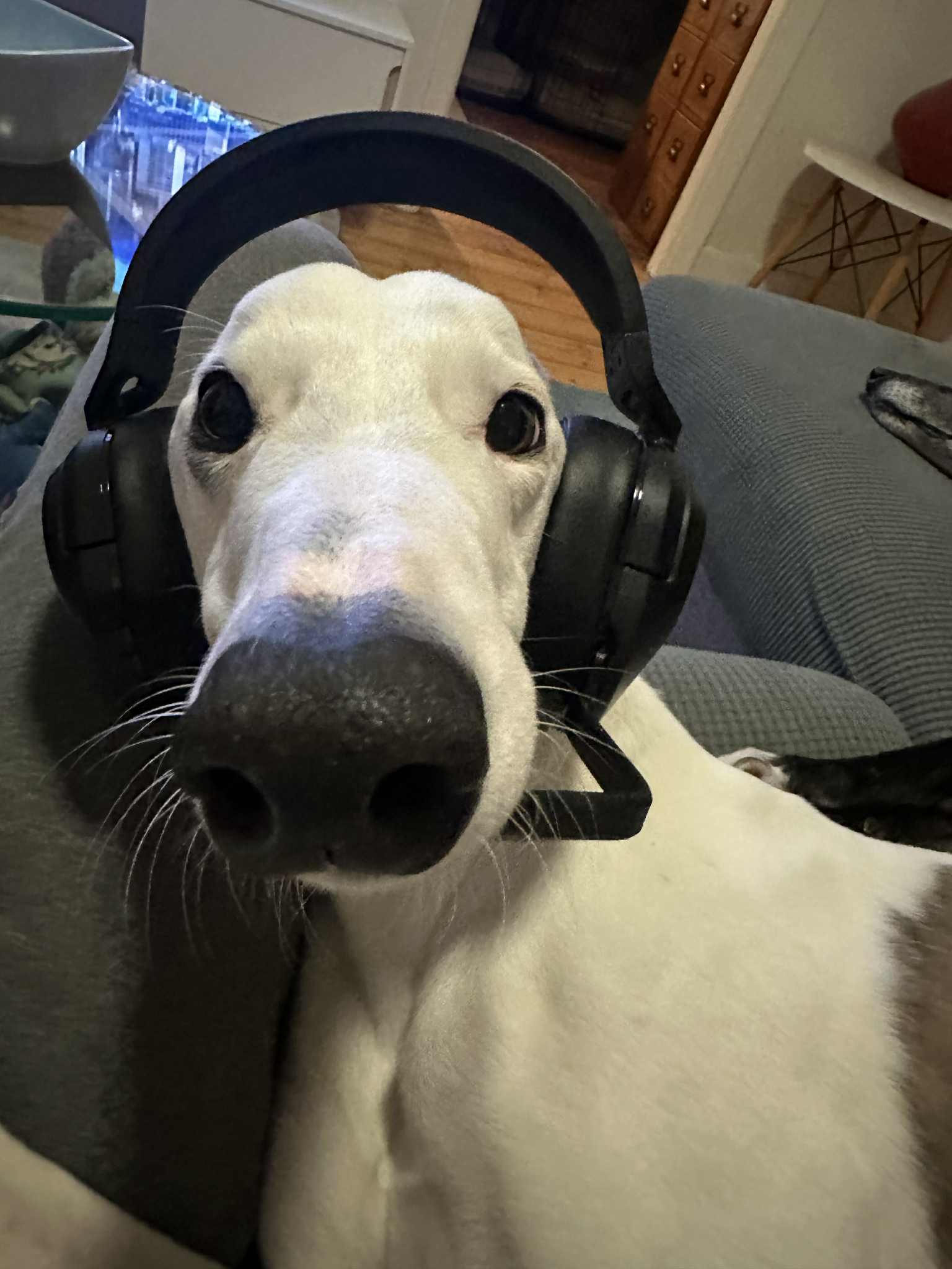 Team member, Acting Coordinator Compliance 