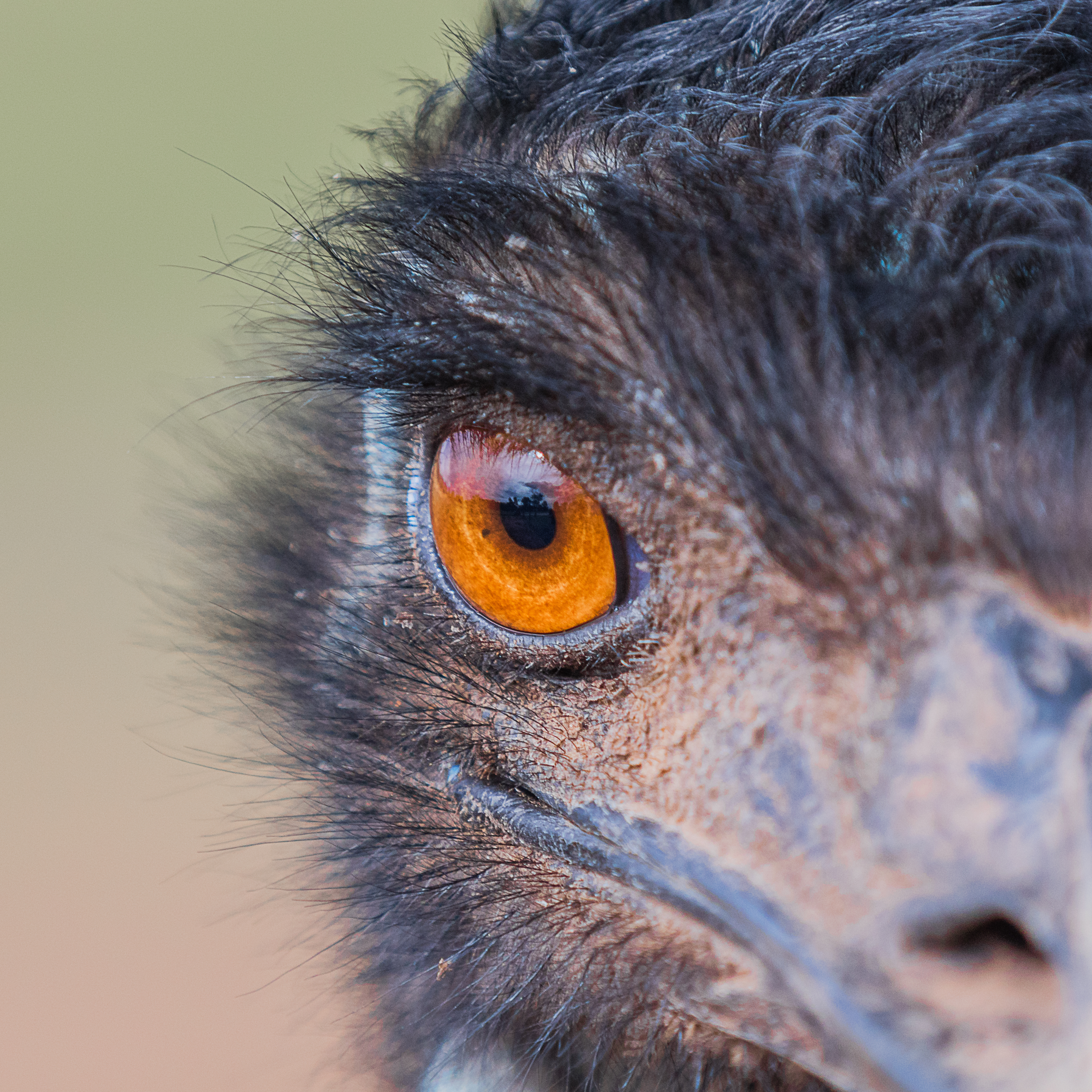 Coastal emu networks in a nut/egg-shell | Caring for our Coastal Emus ...
