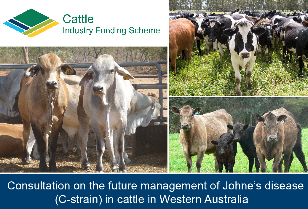 Management of Johne’s disease (Cstrain) in cattle in Western Australia